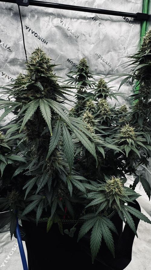 Grow 7.3 Kannabia | Mexican Sativa Fem.. Week 10