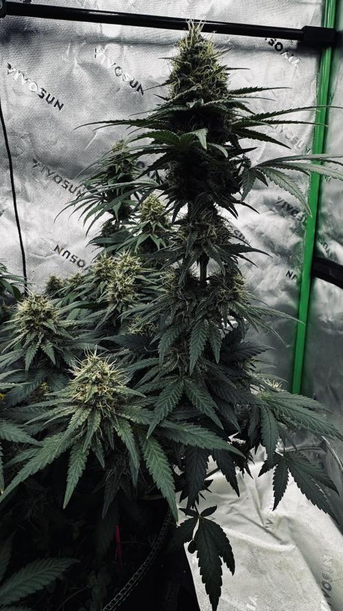 Grow 7.3 Kannabia | Mexican Sativa Fem.. Week 10