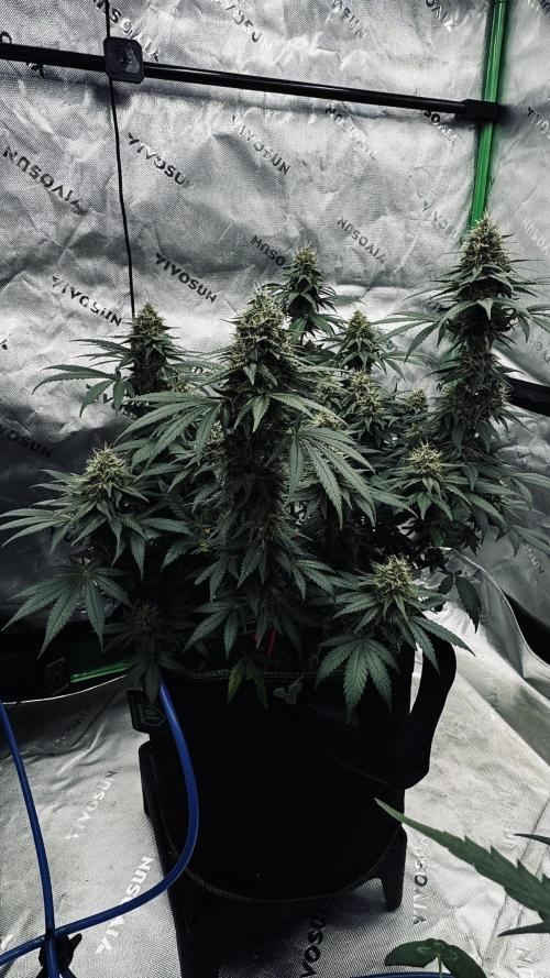 Grow 7.3 Kannabia | Mexican Sativa Fem.. Week 10