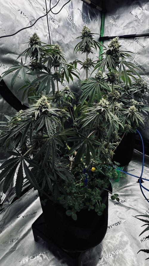 Grow 7.6 | Green House | Super Banana. Week 10