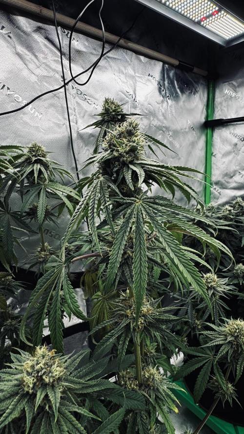 Grow 7.6 | Green House | Super Banana. Week 10