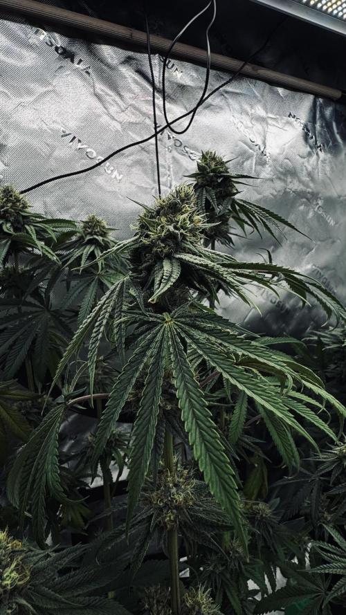 Grow 7.6 | Green House | Super Banana. Week 10