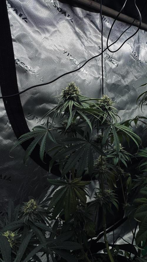 Grow 7.6 | Green House | Super Banana. Week 10
