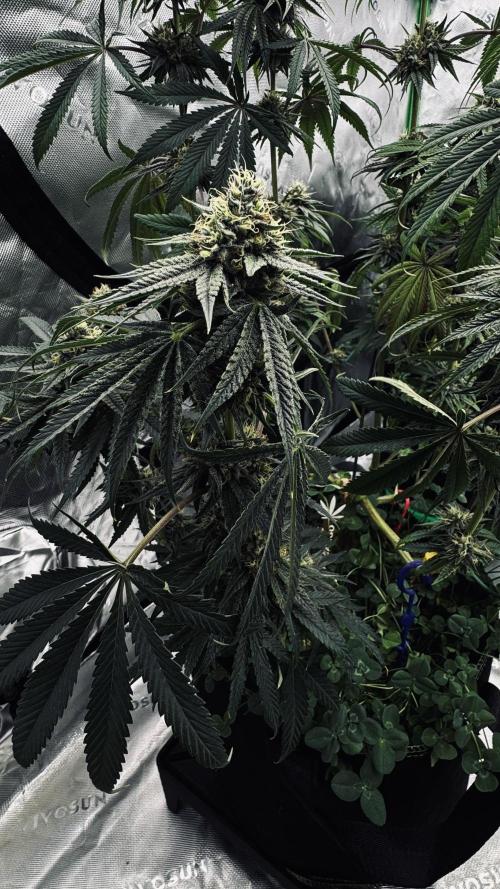 Grow 7.6 | Green House | Super Banana. Week 10