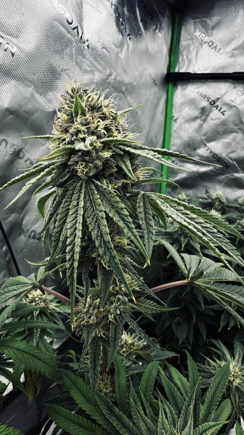 Grow 7.6 | Green House | Super Banana. Week 10