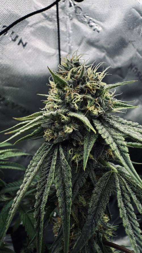 Grow 7.6 | Green House | Super Banana. Week 10