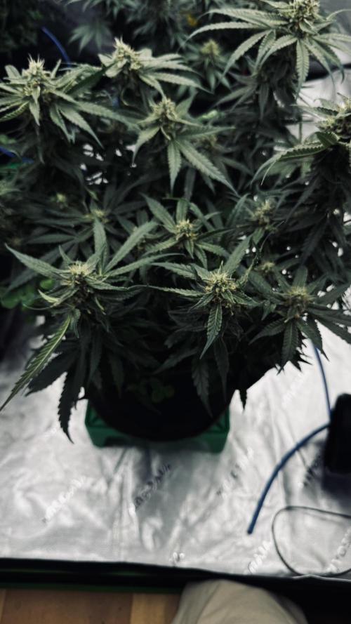 Grow 7.5 | Green House | Shishka Lemon. Week 10