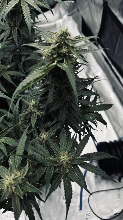 Grow 7.5 | Green House | Shishka Lemon. Week 10