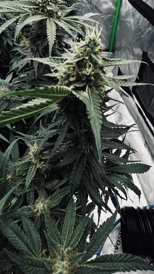 Grow 7.5 | Green House | Shishka Lemon. Week 10