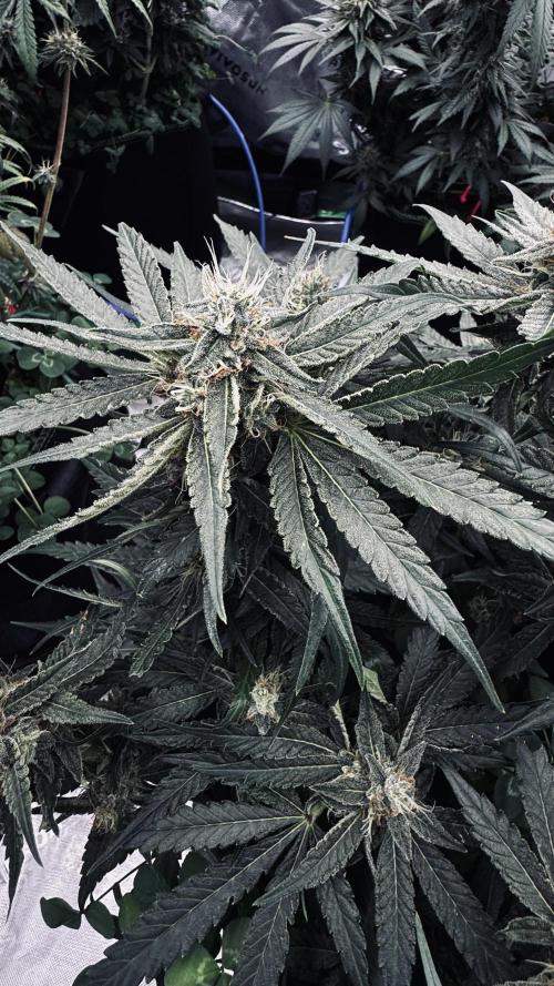 Grow 7.5 | Green House | Shishka Lemon. Week 10