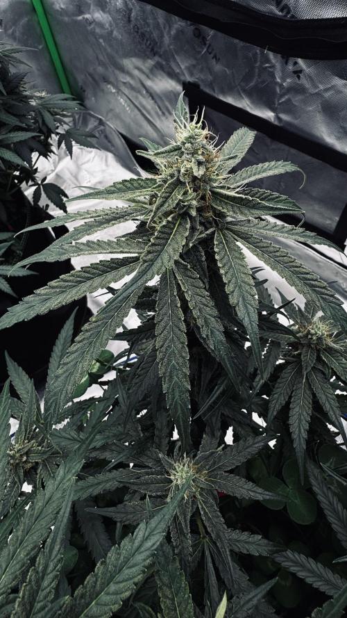 Grow 7.5 | Green House | Shishka Lemon. Week 10