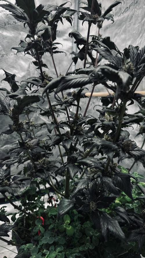 Grow 7.7 | Terpyz | Spicy Temp. RG. Week 11
