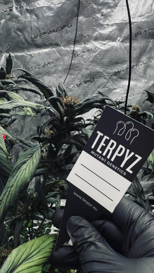Grow 7.7 | Terpyz | Spicy Temp. RG. Week 11
