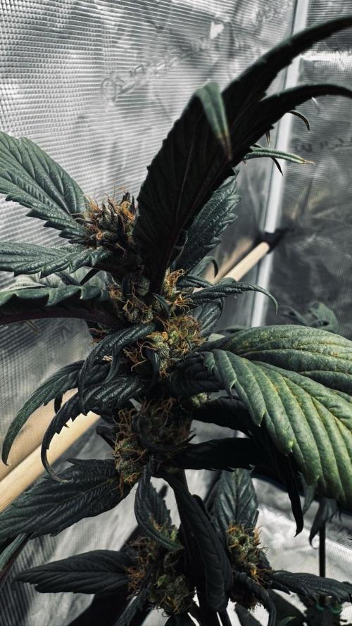 Grow 7.7 | Terpyz | Spicy Temp. RG. Week 11