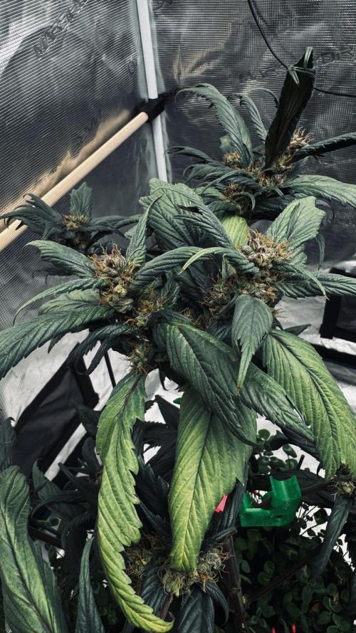 Grow 7.7 | Terpyz | Spicy Temp. RG. Week 11