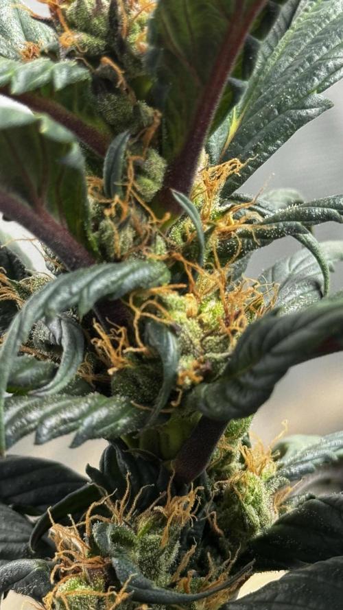 Grow 7.7 | Terpyz | Spicy Temp. RG. Week 11
