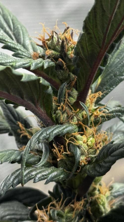 Grow 7.7 | Terpyz | Spicy Temp. RG. Week 11