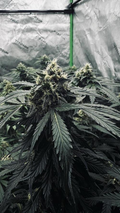 Grow 7.1  | Doctors Choice | DC Kush. Week 11