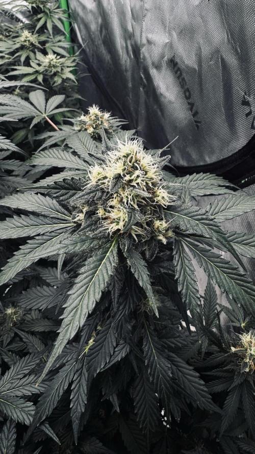 Grow 7.1  | Doctors Choice | DC Kush. Week 11