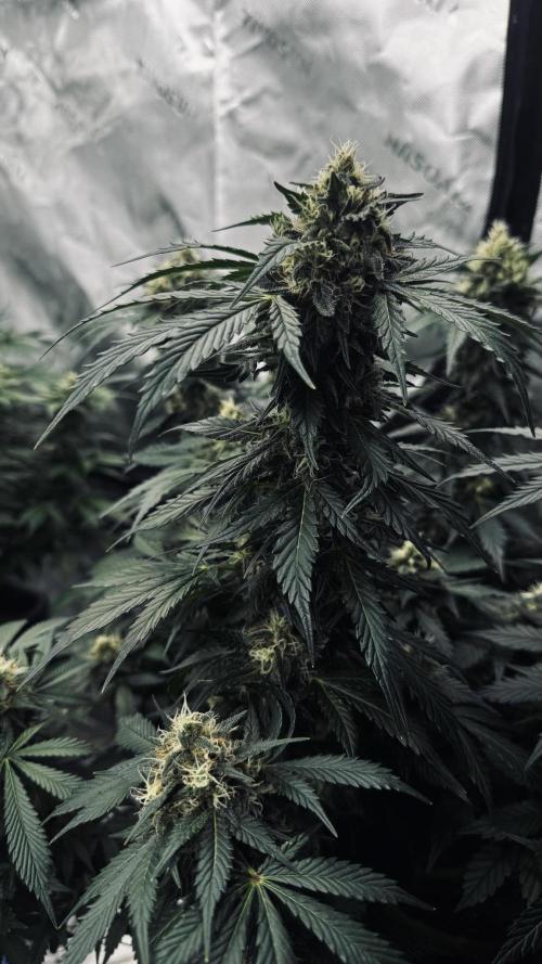Grow 7.1  | Doctors Choice | DC Kush. Week 11