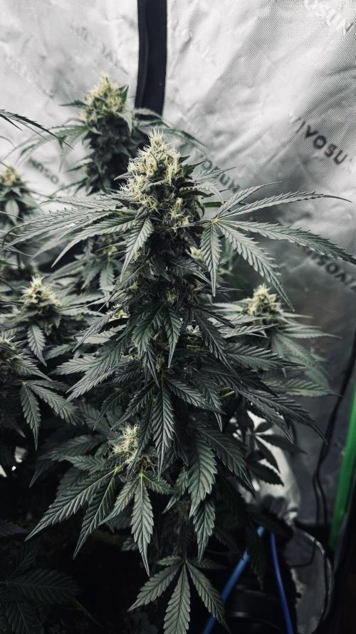 Grow 7.1  | Doctors Choice | DC Kush. Week 11