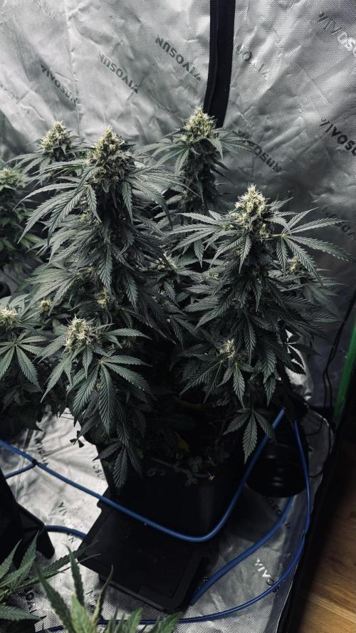 Grow 7.1  | Doctors Choice | DC Kush. Week 11
