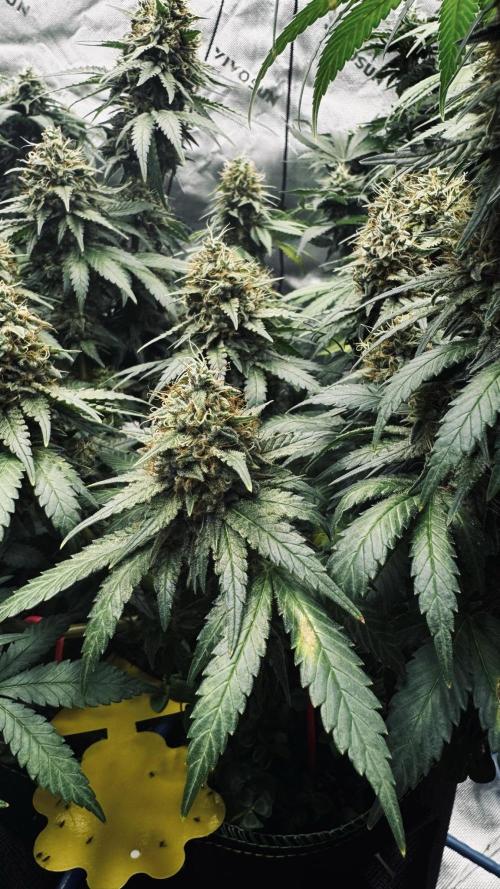 Grow 7.3 Kannabia | Mexican Sativa Fem.. Week 11