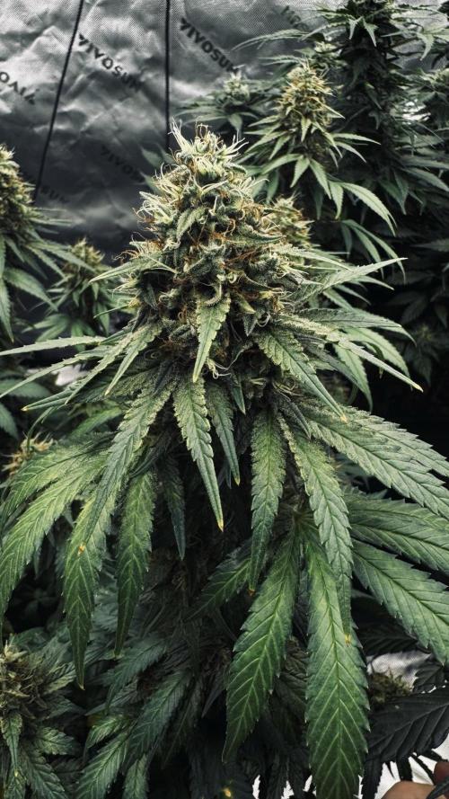 Grow 7.3 Kannabia | Mexican Sativa Fem.. Week 11