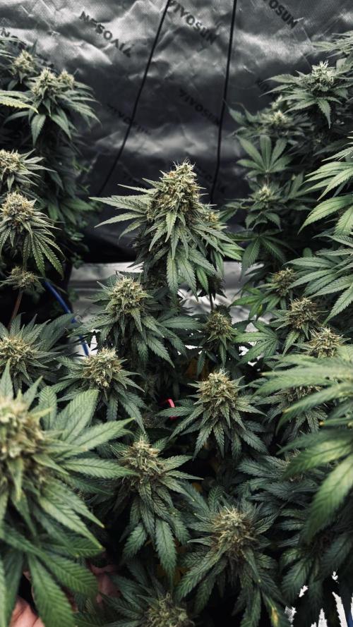 Grow 7.3 Kannabia | Mexican Sativa Fem.. Week 11