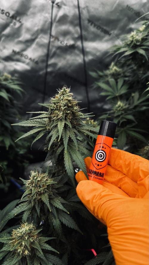Grow 7.3 Kannabia | Mexican Sativa Fem.. Week 11