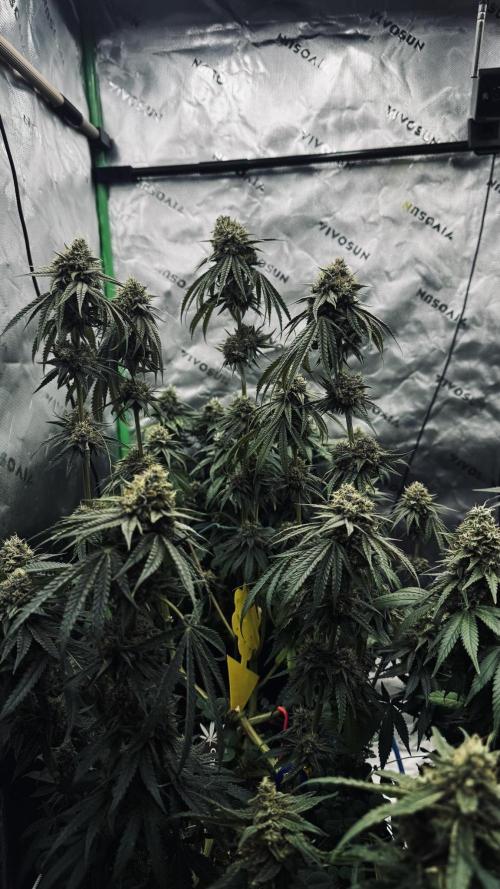 Grow 7.6 | Green House | Super Banana. Week 11