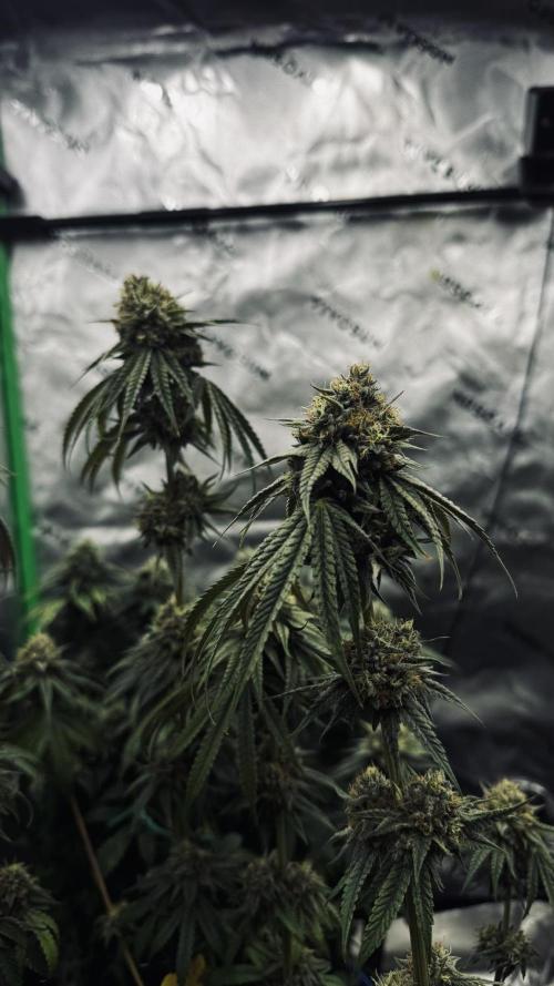 Grow 7.6 | Green House | Super Banana. Week 11