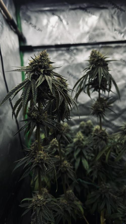 Grow 7.6 | Green House | Super Banana. Week 11