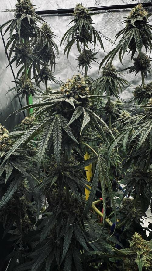 Grow 7.6 | Green House | Super Banana. Week 11