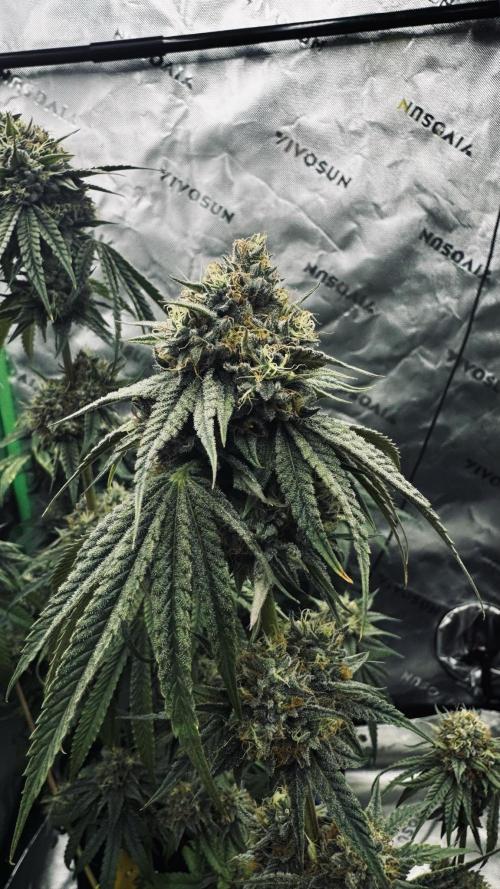 Grow 7.6 | Green House | Super Banana. Week 11