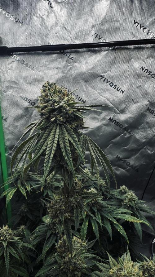 Grow 7.6 | Green House | Super Banana. Week 11