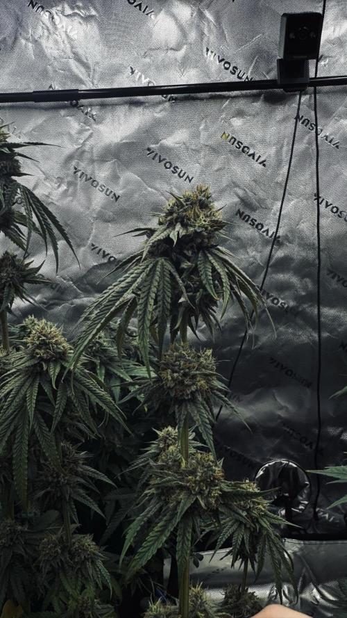Grow 7.6 | Green House | Super Banana. Week 11