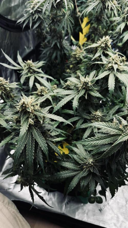 Grow 7.5 | Green House | Shishka Lemon. Week 11