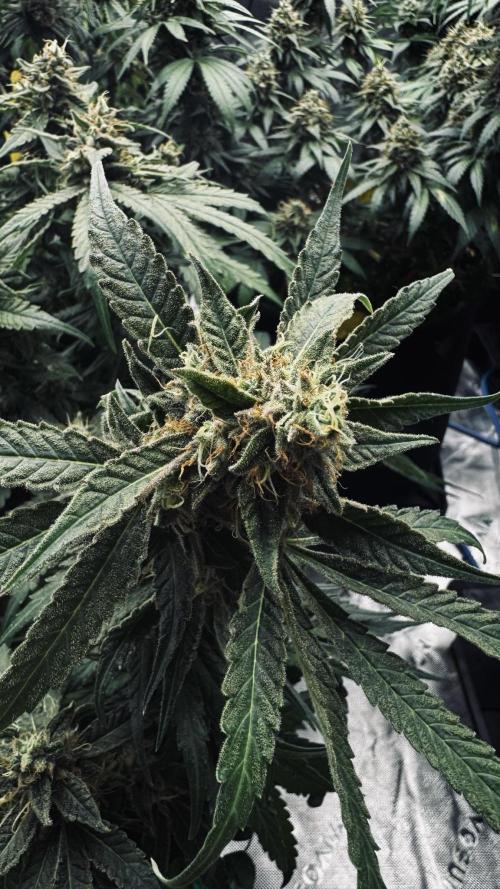Grow 7.5 | Green House | Shishka Lemon. Week 11