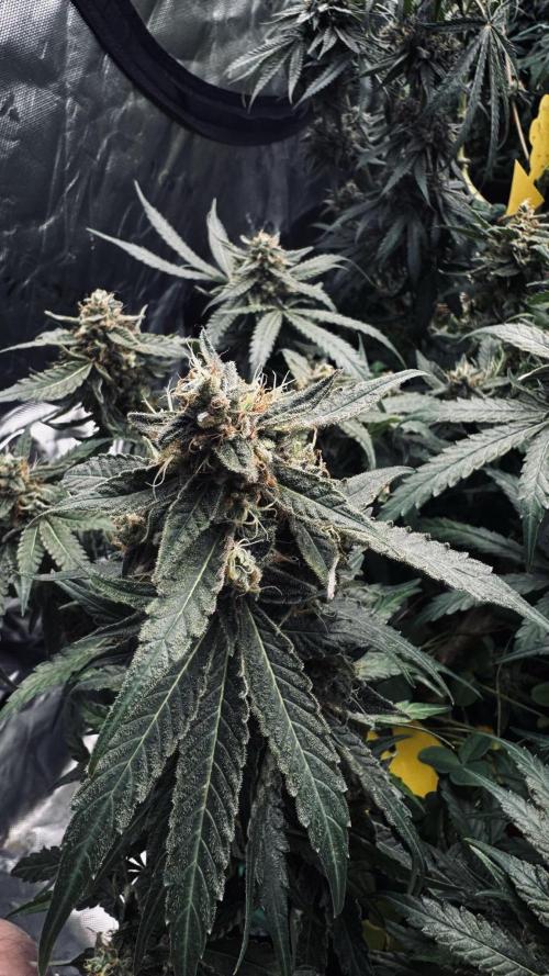 Grow 7.5 | Green House | Shishka Lemon. Week 11