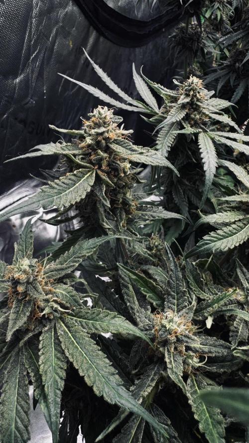 Grow 7.5 | Green House | Shishka Lemon. Week 11