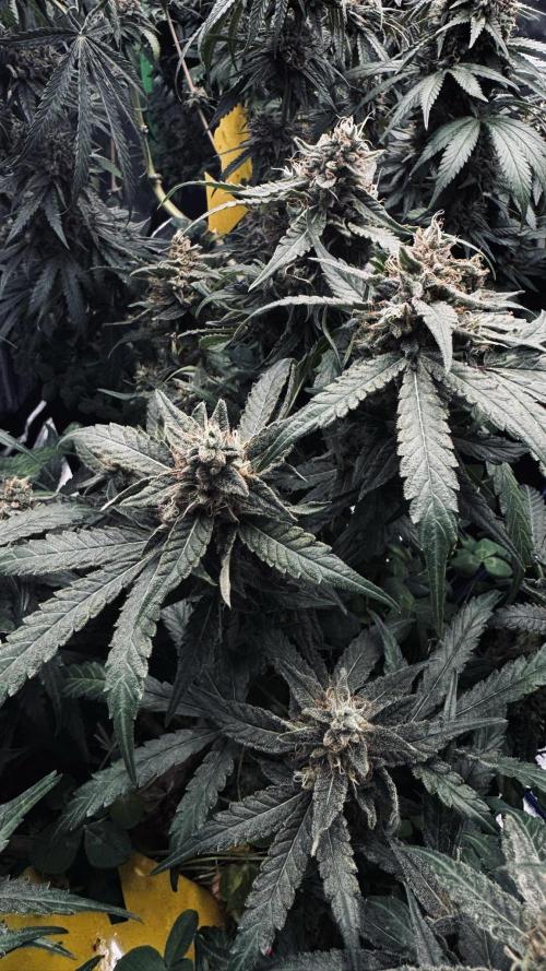 Grow 7.5 | Green House | Shishka Lemon. Week 11