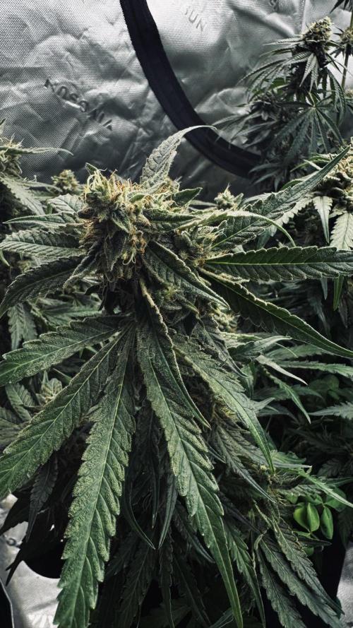 Grow 7.5 | Green House | Shishka Lemon. Week 11