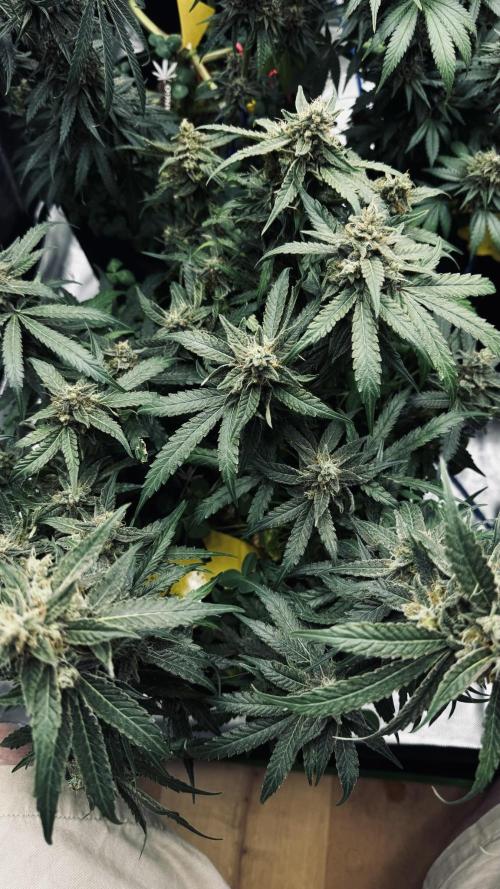Grow 7.5 | Green House | Shishka Lemon. Week 11