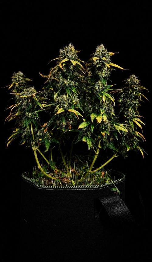 Grow 7.4 | Zamnesia| GMO Cookies. Week 12