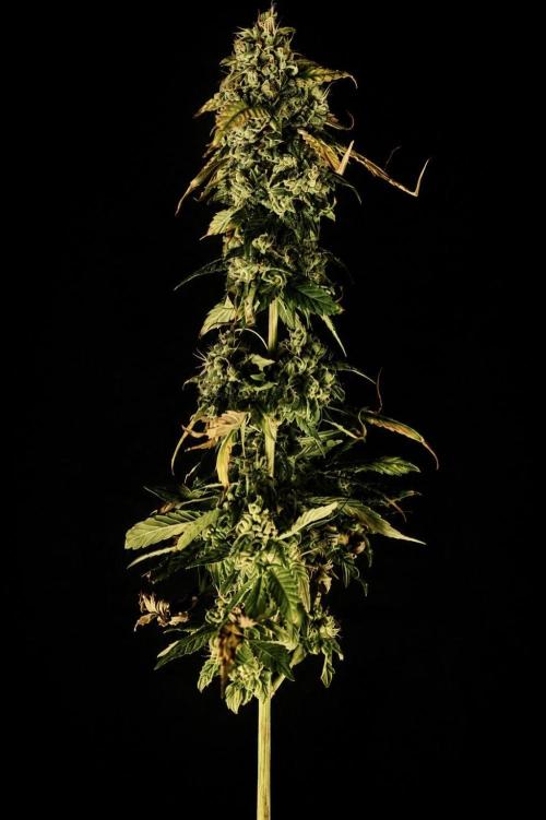 Grow 7.4 | Zamnesia| GMO Cookies. Week 12