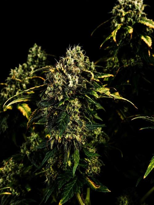 Grow 7.4 | Zamnesia| GMO Cookies. Week 12