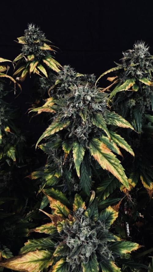 Grow 7.4 | Zamnesia| GMO Cookies. Week 12