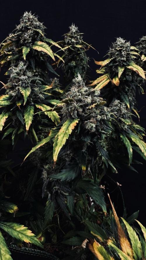 Grow 7.4 | Zamnesia| GMO Cookies. Week 12