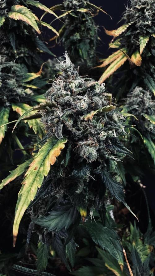 Grow 7.4 | Zamnesia| GMO Cookies. Week 12